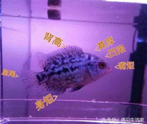 羅漢魚怎麼養|羅漢魚玩家必備的飼養寶典~